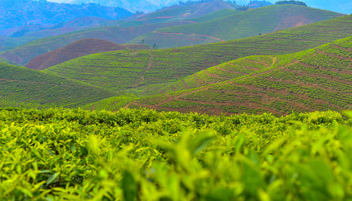 Cyato Tea Plantation image